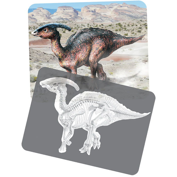 Dinosaur X-Ray and Picture Card Comparison