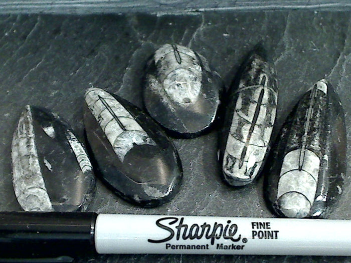 Fossil Orthoceras Small Polished Specimen