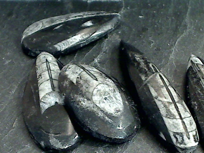 Fossil Orthoceras Small Polished Specimen