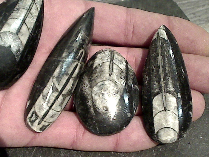Fossil Orthoceras Small Polished Specimen