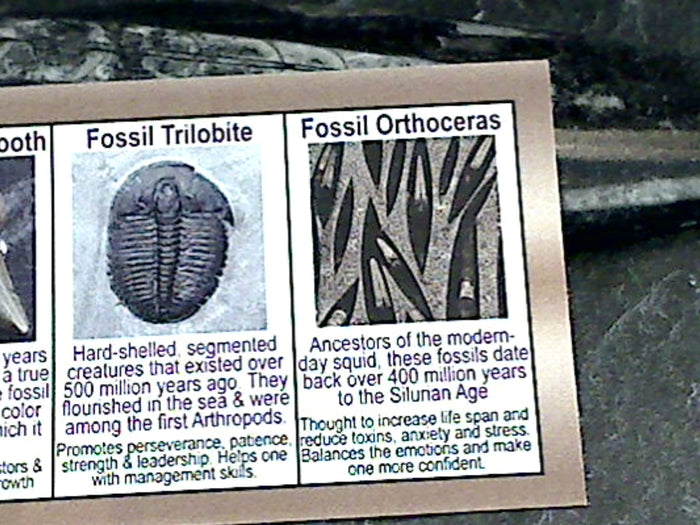 Fossil Orthoceras Small Polished Specimen
