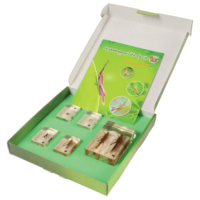 Grasshopper Life Cycle Discovery Set | 5-Piece Educational Model with Guide