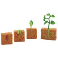 Green Bean Plant Life Cycle