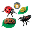 Ladybug Life Cycle Figurines | 4-Piece Educational STEM Set