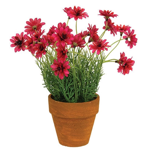 potted star daisies