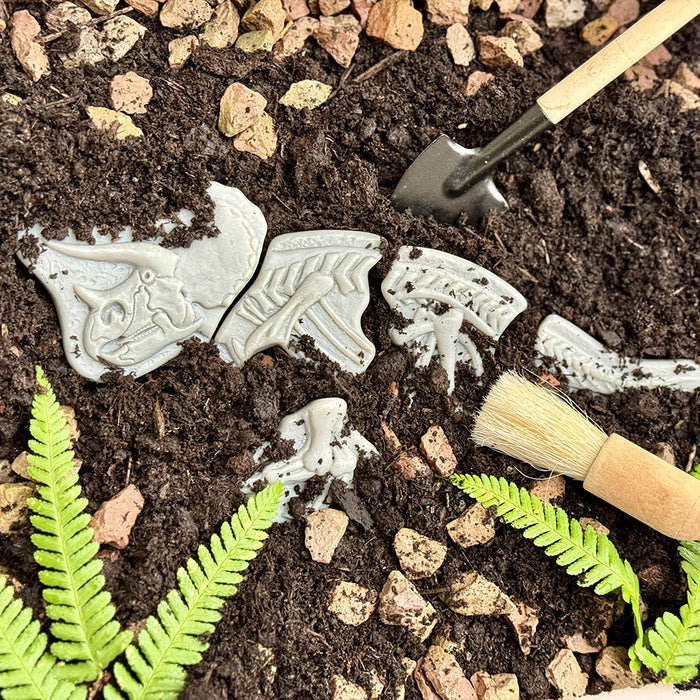 Triceratops Fossil Puzzle Buried in Dirt