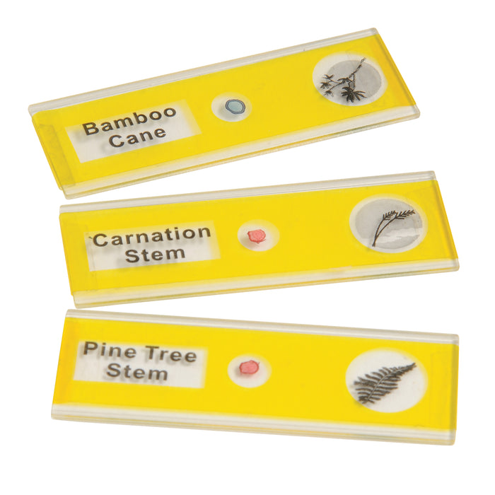 Prepared Slide Kit - Plants