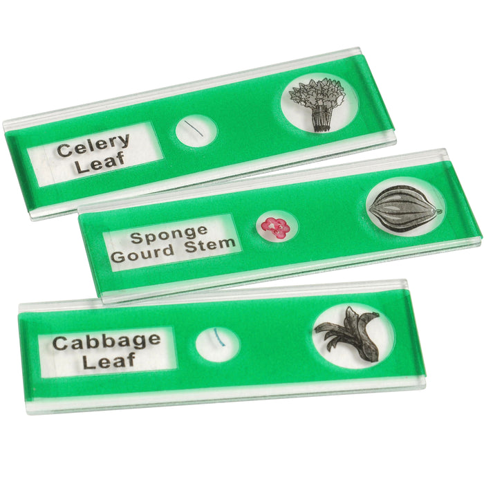 Prepared Slide Kit - Vegetables
