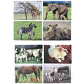 Real Life Mother & Baby Animal Puzzles - Both Sets