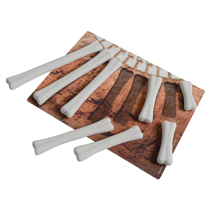 Dinosaur Bones Replicas