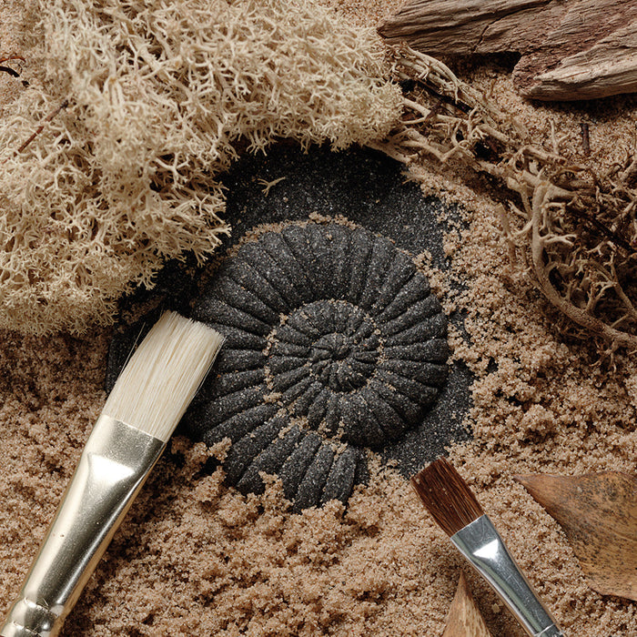Digging for Fossil Stones