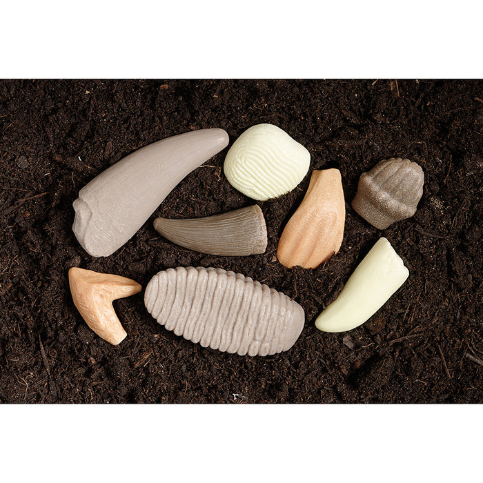 Set of 8 Prehistoric Teeth