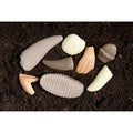 Set of 8 Prehistoric Teeth