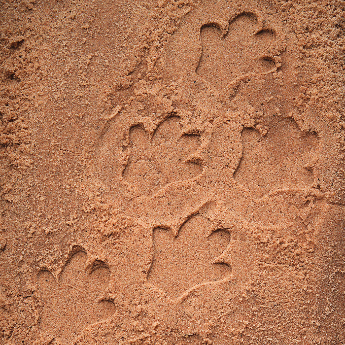 Safari Animal Footprint Sand Impressions