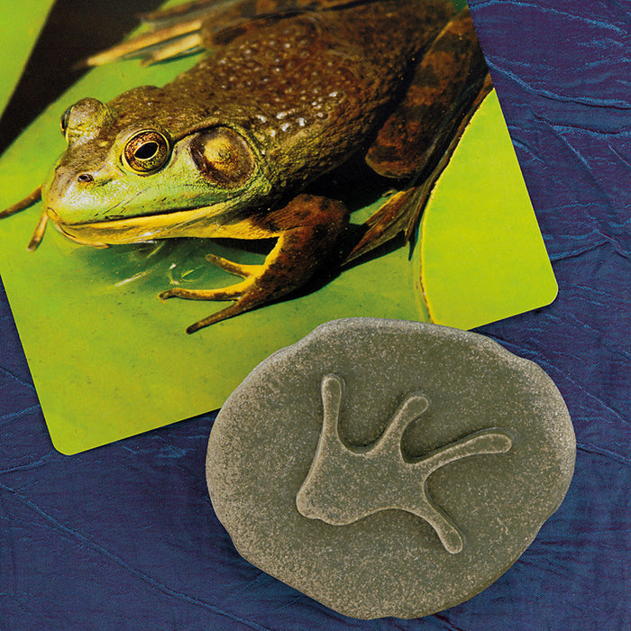 Frog Footprint Stone